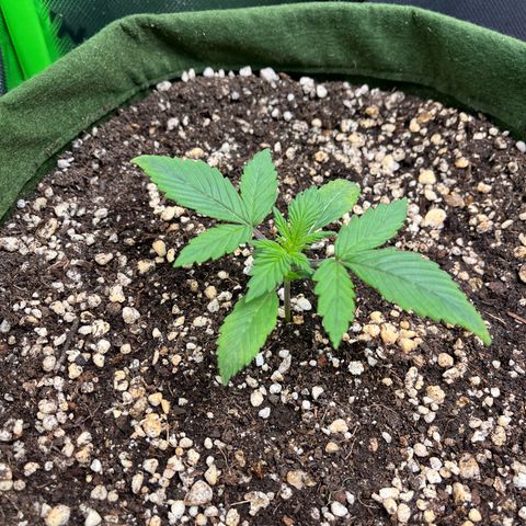 Auto Bruce Banner growlog timeline photo