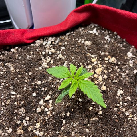 Amnesia Zkittlez Auto growlog timeline photo