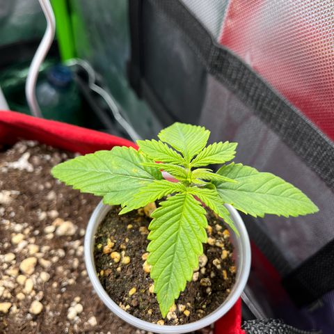 Amnesia Zkittlez Auto growlog timeline photo