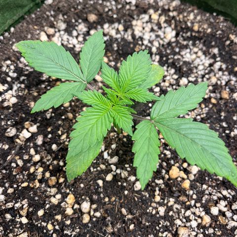 Auto Bruce Banner growlog timeline photo