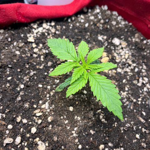 Amnesia Zkittlez Auto growlog timeline photo