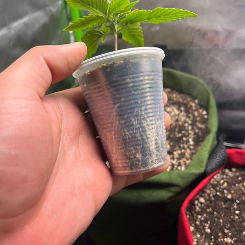 Amnesia Zkittlez Auto growlog timeline photo