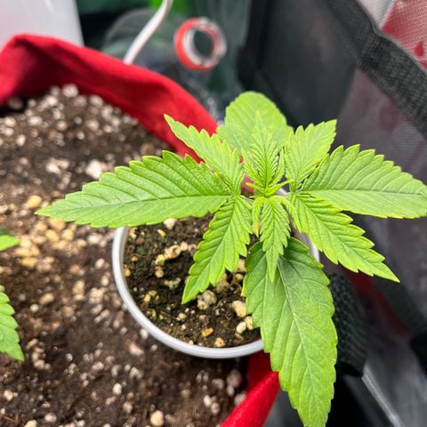 Amnesia Zkittlez Auto growlog timeline photo