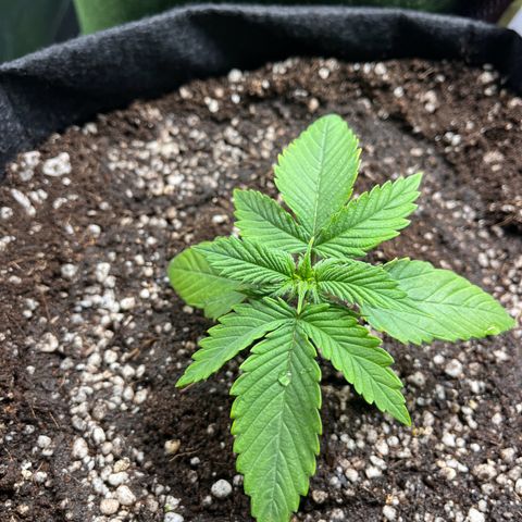 Amnesia Zkittlez Auto growlog timeline photo
