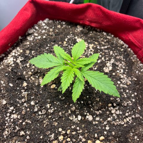 Amnesia Zkittlez Auto growlog timeline photo