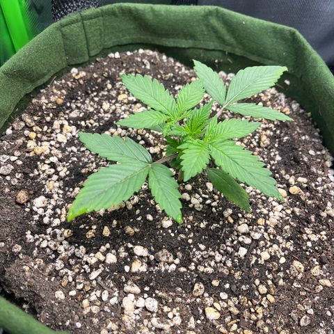 Auto Bruce Banner growlog timeline photo
