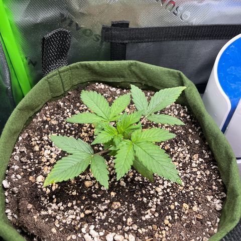 Auto Bruce Banner growlog timeline photo