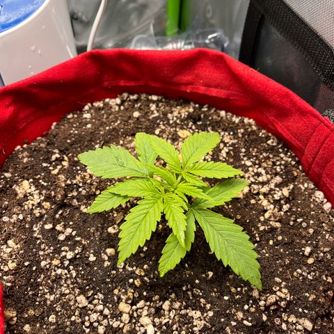 Amnesia Zkittlez Auto growlog timeline photo