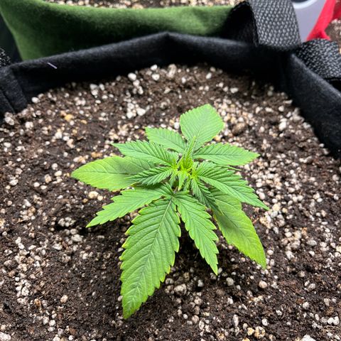 Amnesia Zkittlez Auto growlog timeline photo
