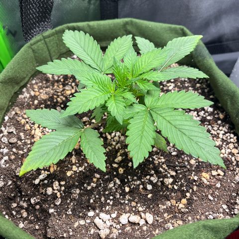 Auto Bruce Banner growlog timeline photo