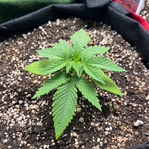 Amnesia Zkittlez Auto growlog timeline photo