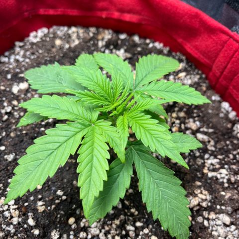 Amnesia Zkittlez Auto growlog timeline photo
