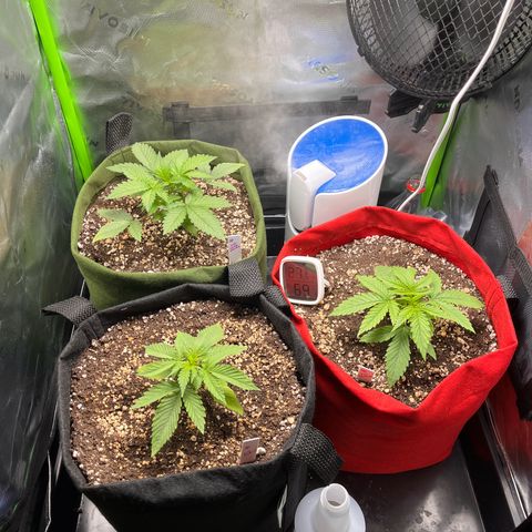 Auto Bruce Banner growlog timeline photo