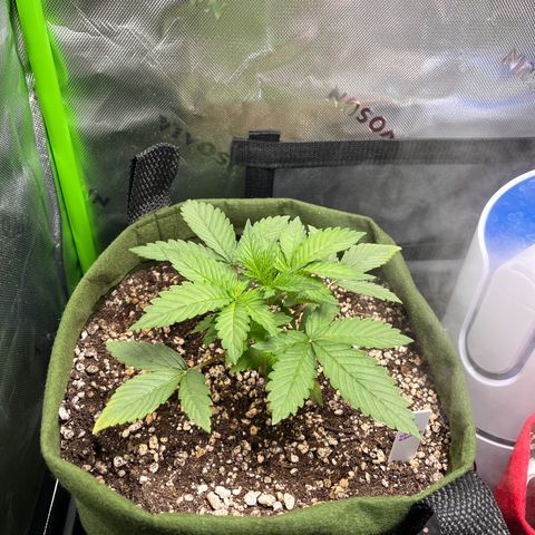 Auto Bruce Banner growlog timeline photo