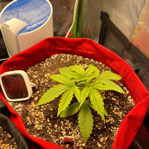 Amnesia Zkittlez Auto growlog timeline photo