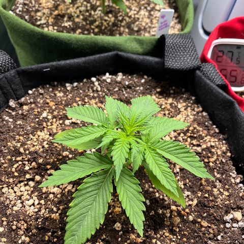 Amnesia Zkittlez Auto growlog timeline photo