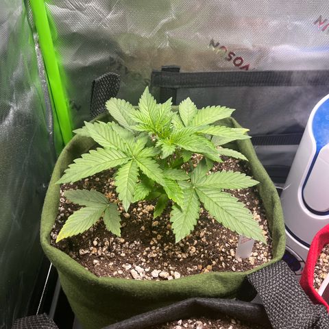 Auto Bruce Banner growlog timeline photo