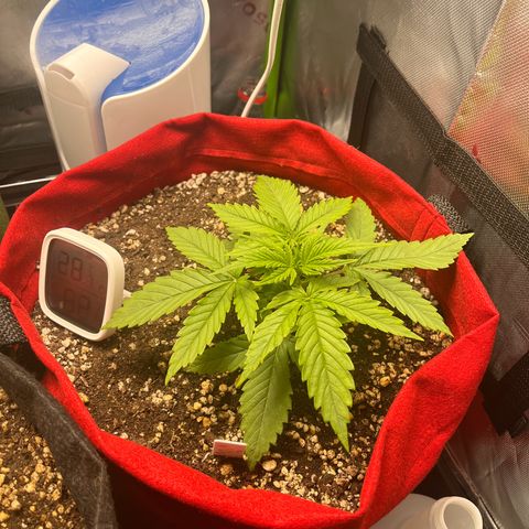 Amnesia Zkittlez Auto growlog timeline photo