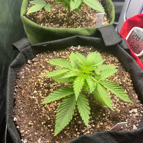 Amnesia Zkittlez Auto growlog timeline photo