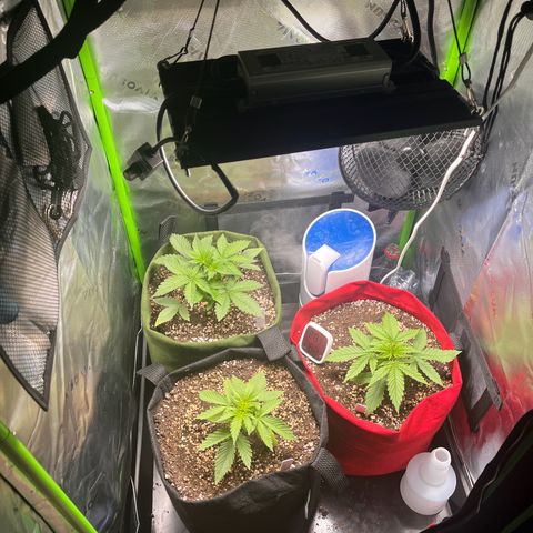 Auto Bruce Banner growlog timeline photo