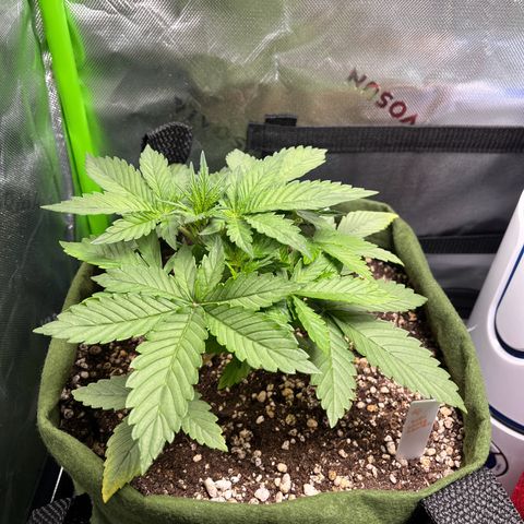 Auto Bruce Banner growlog timeline photo