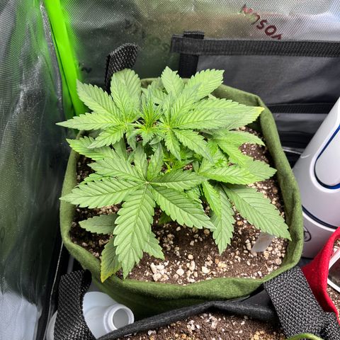 Auto Bruce Banner growlog timeline photo