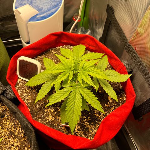Amnesia Zkittlez Auto growlog timeline photo