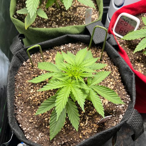 Amnesia Zkittlez Auto growlog timeline photo