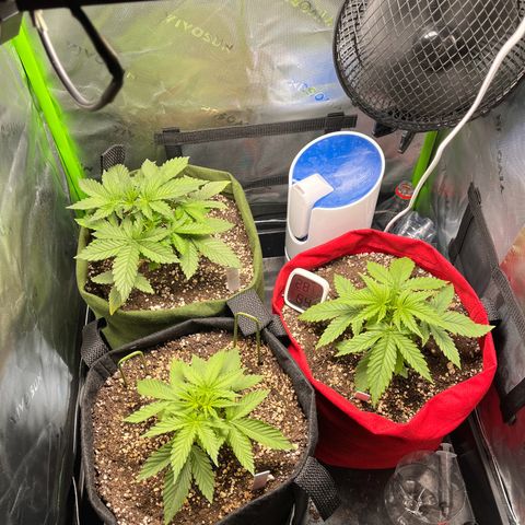Auto Bruce Banner growlog timeline photo