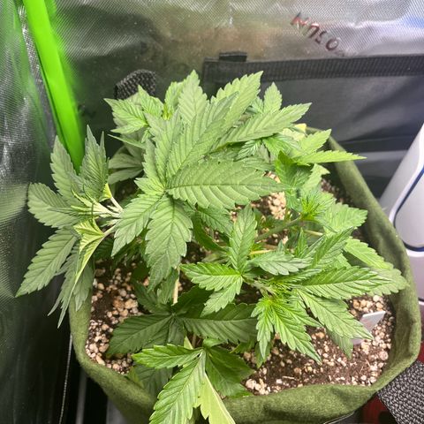 Auto Bruce Banner growlog timeline photo