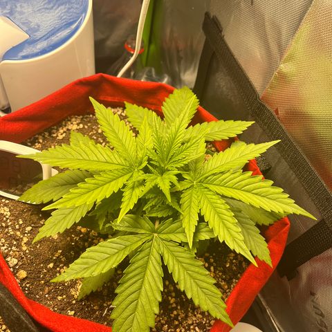 Amnesia Zkittlez Auto growlog timeline photo