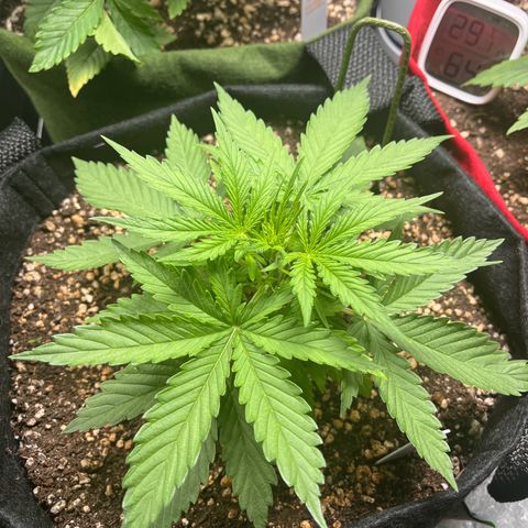 Amnesia Zkittlez Auto growlog timeline photo