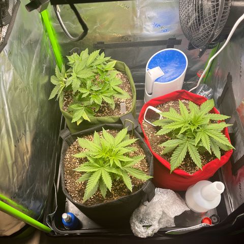Auto Bruce Banner growlog timeline photo