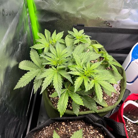 Auto Bruce Banner growlog timeline photo