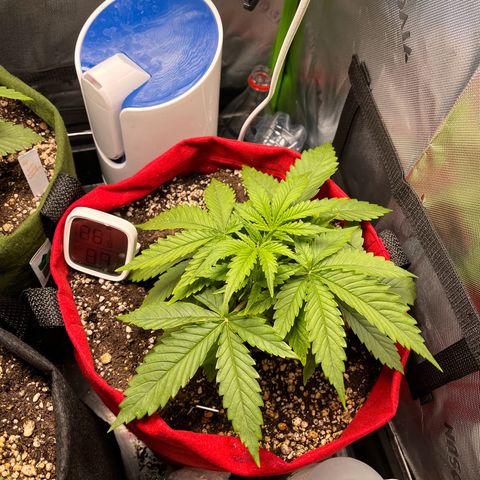 Amnesia Zkittlez Auto growlog timeline photo