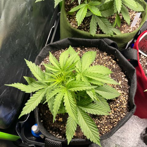 Amnesia Zkittlez Auto growlog timeline photo