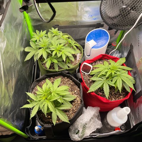 Auto Bruce Banner growlog timeline photo