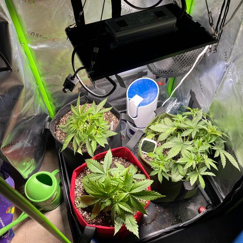 Auto Bruce Banner growlog timeline photo