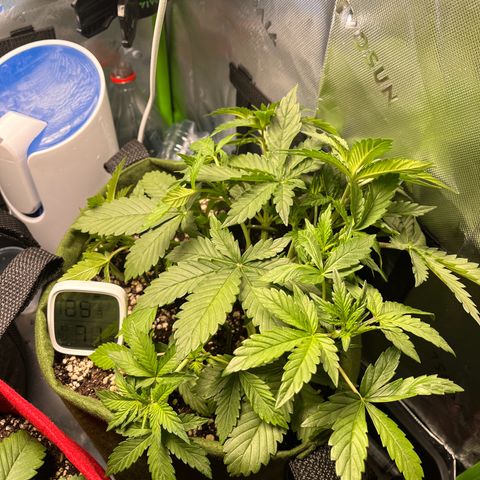Auto Bruce Banner growlog timeline photo
