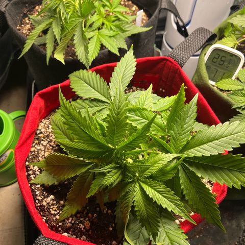 Amnesia Zkittlez Auto growlog timeline photo