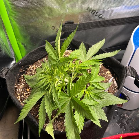 Amnesia Zkittlez Auto growlog timeline photo