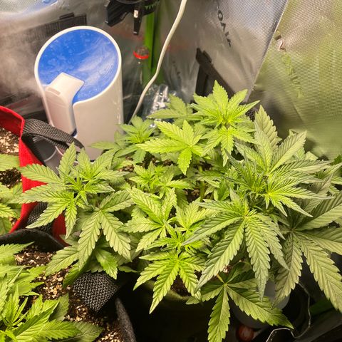 Auto Bruce Banner growlog timeline photo