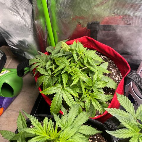 Amnesia Zkittlez Auto growlog timeline photo