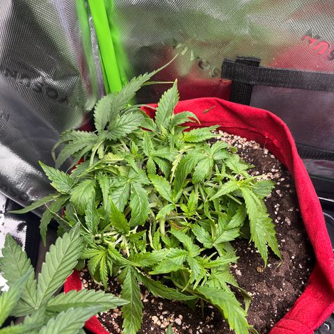 Amnesia Zkittlez Auto growlog timeline photo