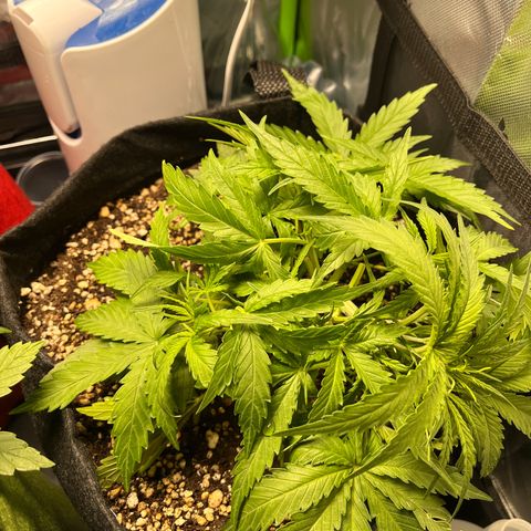 Amnesia Zkittlez Auto growlog timeline photo