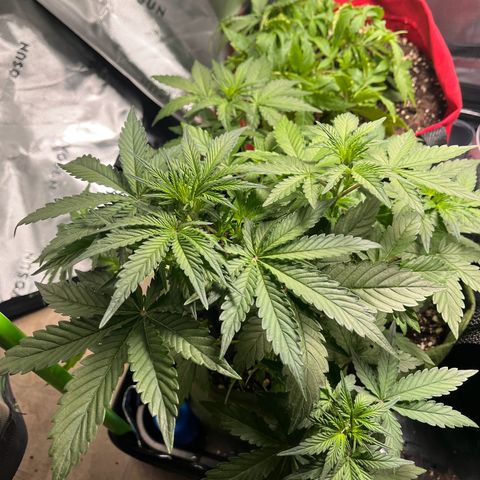 Auto Bruce Banner growlog timeline photo