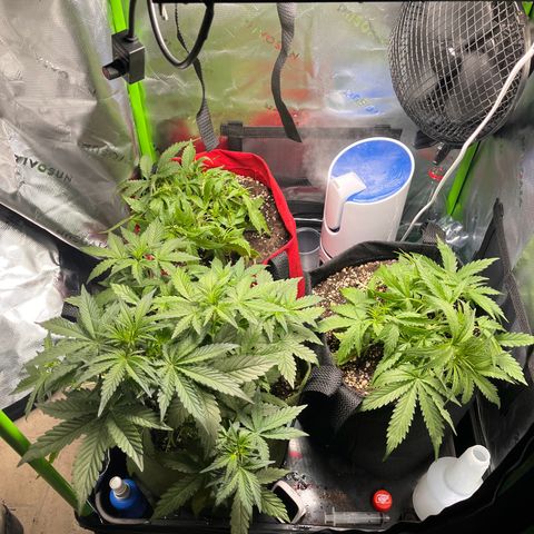 Auto Bruce Banner growlog timeline photo