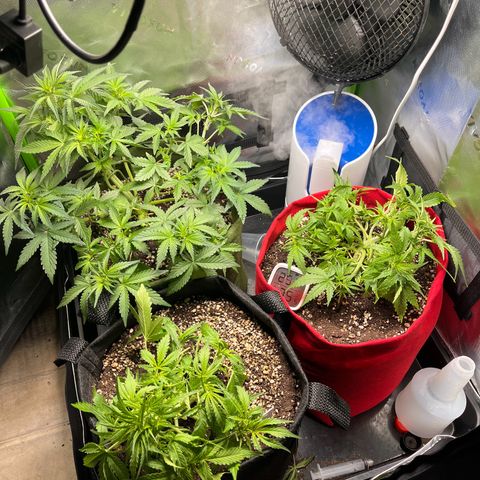 Auto Bruce Banner growlog timeline photo
