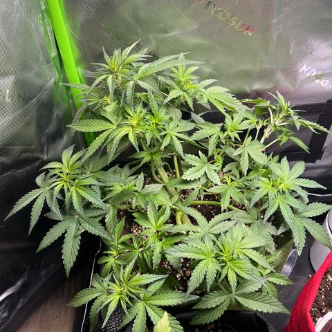 Auto Bruce Banner growlog timeline photo