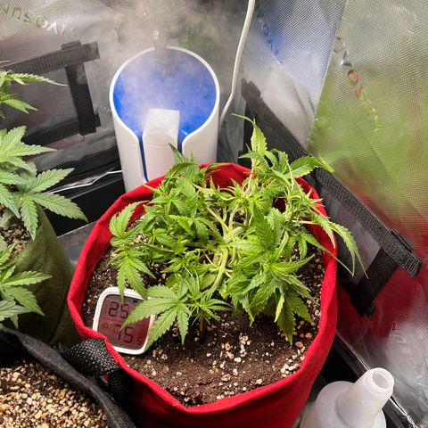 Amnesia Zkittlez Auto growlog timeline photo